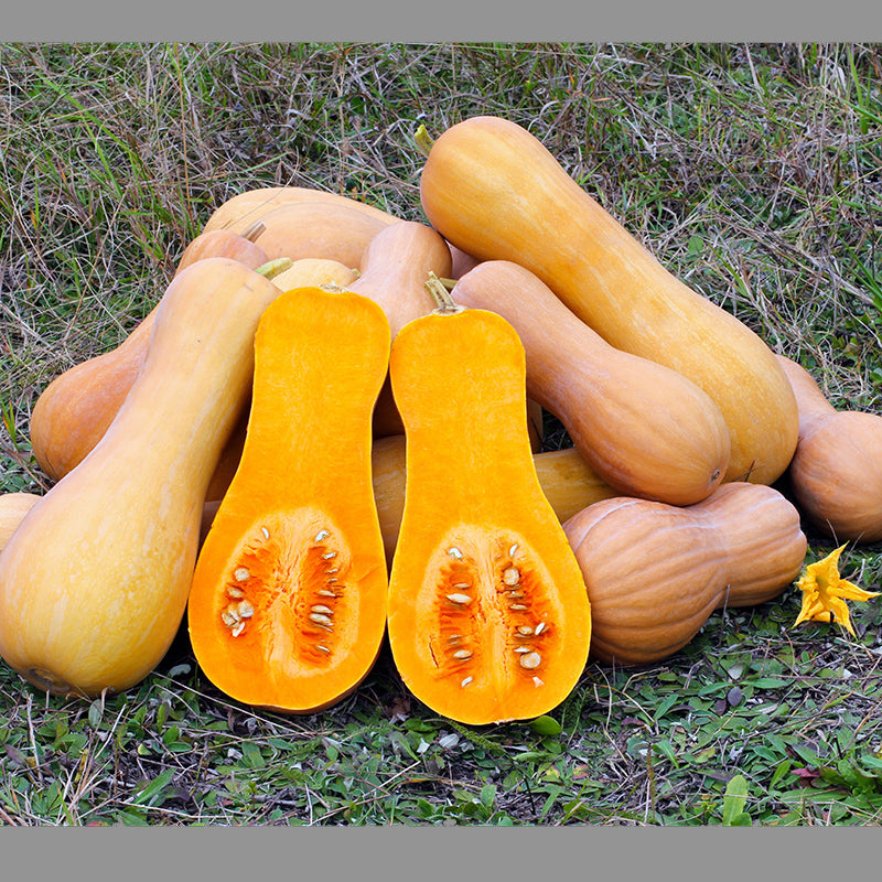 Butternut Squash, Sweet, Nutritious | 10 Seeds - Happy Seeds Shop