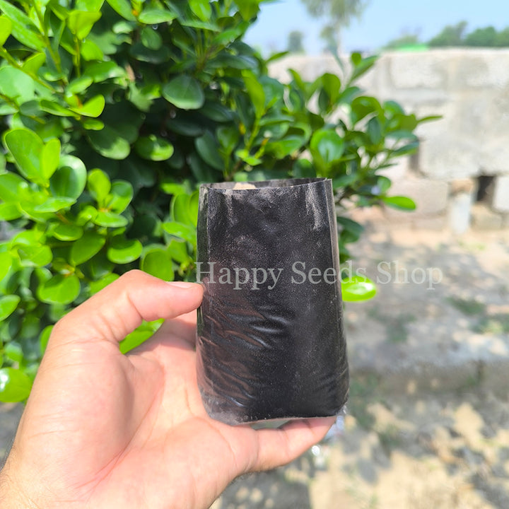 Plant Nursery Plastic bag | Actual size 4 inches approximately  | 50 Pieces