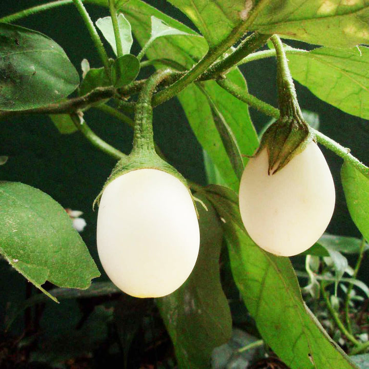 White Eggplant - Happy Seeds Shop