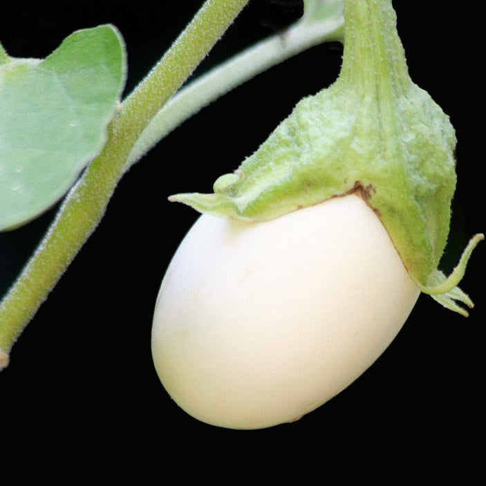 White Eggplant - Happy Seeds Shop