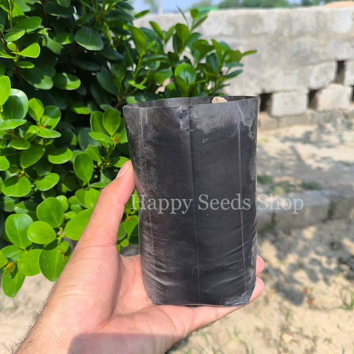 Plant Nursery Plastic bag | Actual size 6 inches | 50 Pieces