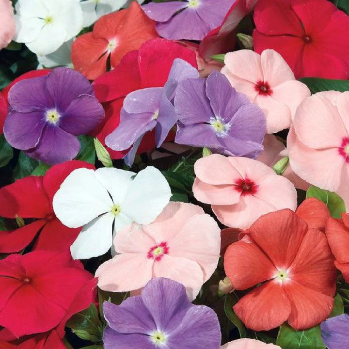 Vinca Pacifica XP Mix