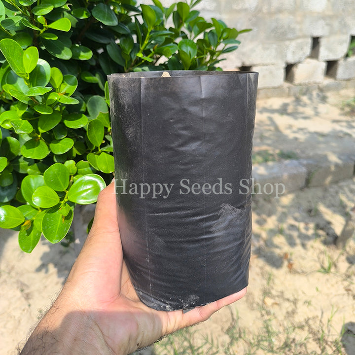 Plant Nursery Plastic bag | Actual size 8 inches approximately  | 30 Pieces