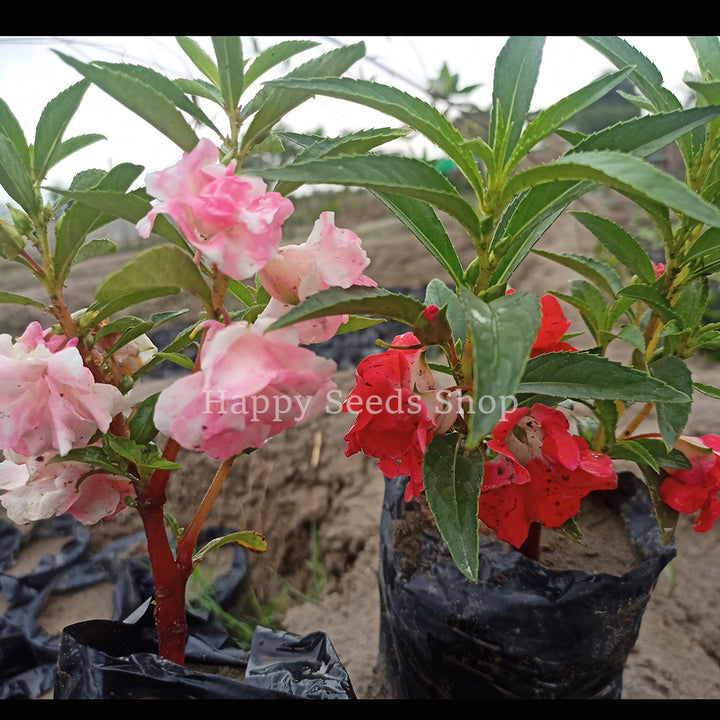 Balsam flower mixture | 30+ seeds - Happy Seeds Shop