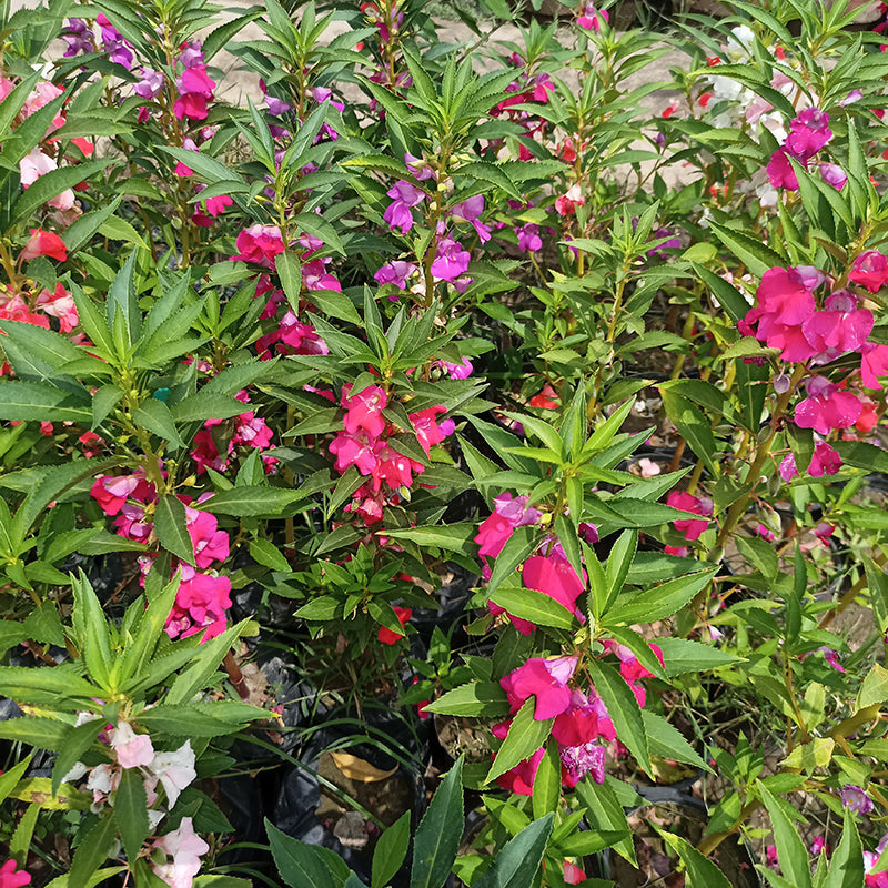 Balsam flower mixture | 30+ seeds - Happy Seeds Shop