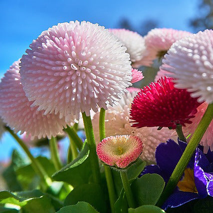 English Daisy | Bellis - Happy Seeds Shop