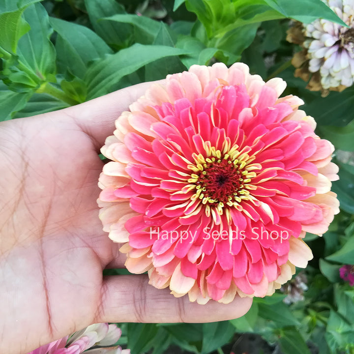 Zinnia California mix | Big size flowers, 30 Seeds - Happy Seeds Shop