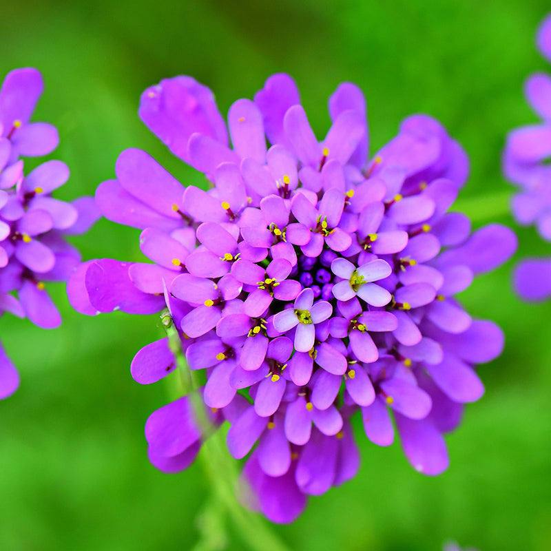 Candytuft mix color