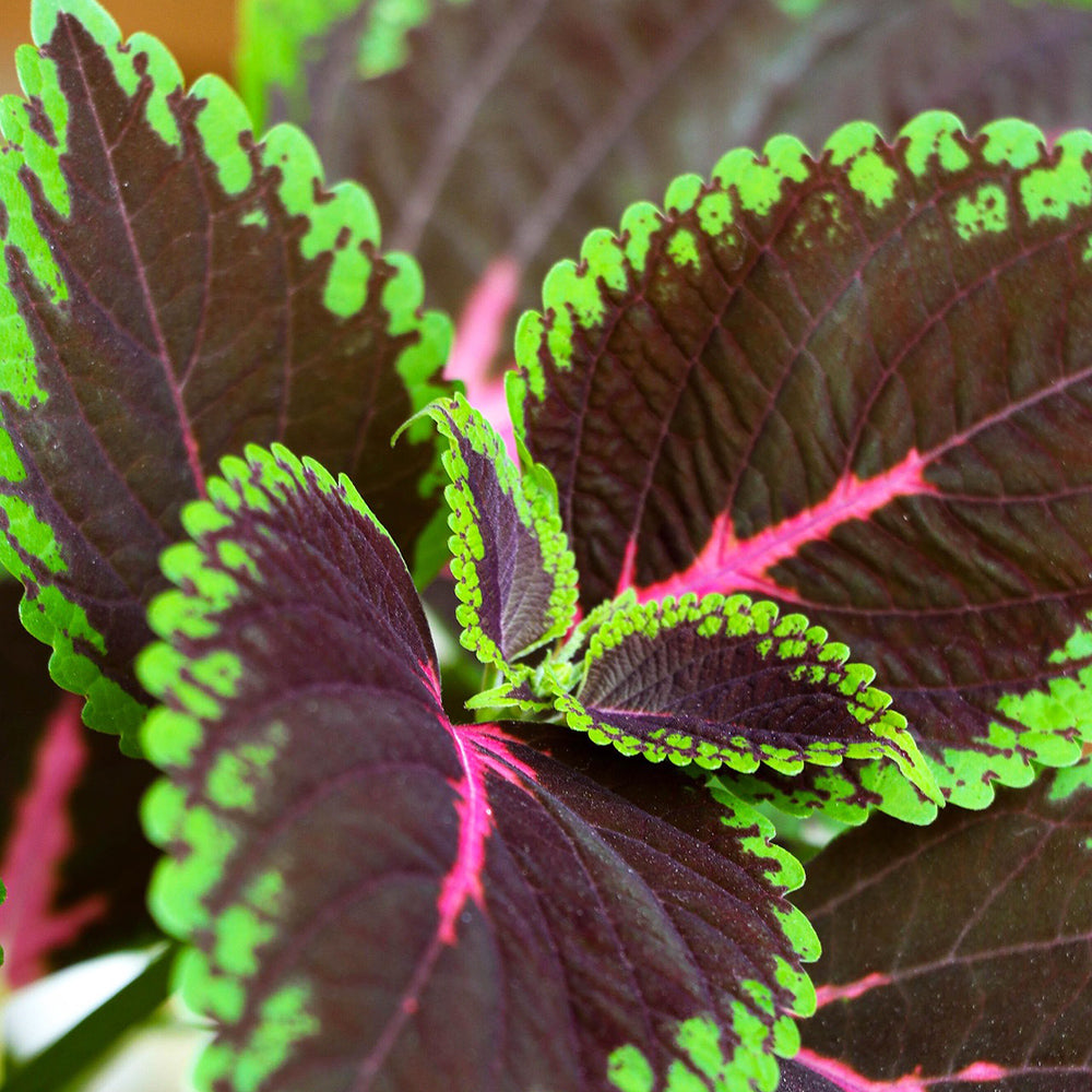 Close-up of a coleus plant with green and chocolate leaves