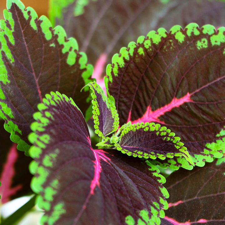 Close-up of a coleus plant with green and chocolate leaves
