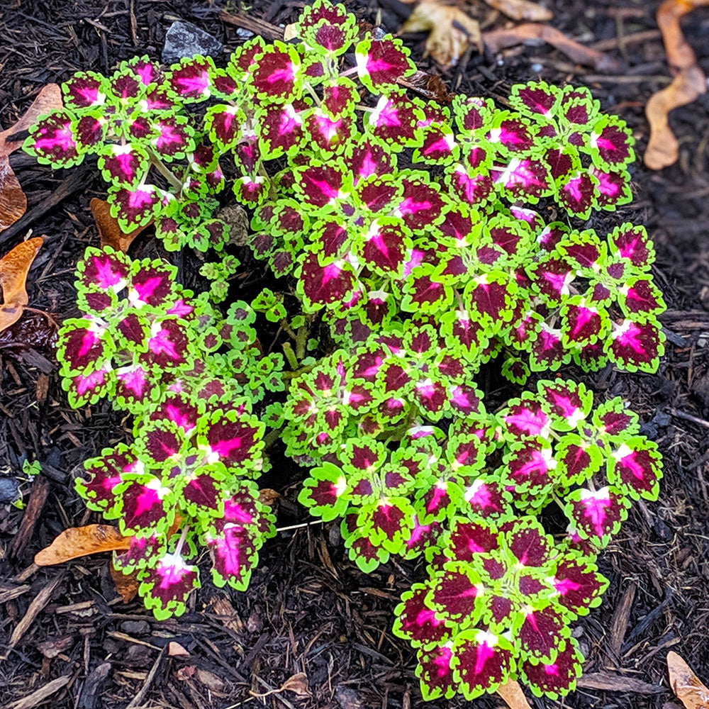 Colorful leafy coleus plant with pink and green leaves on a dark mulch background