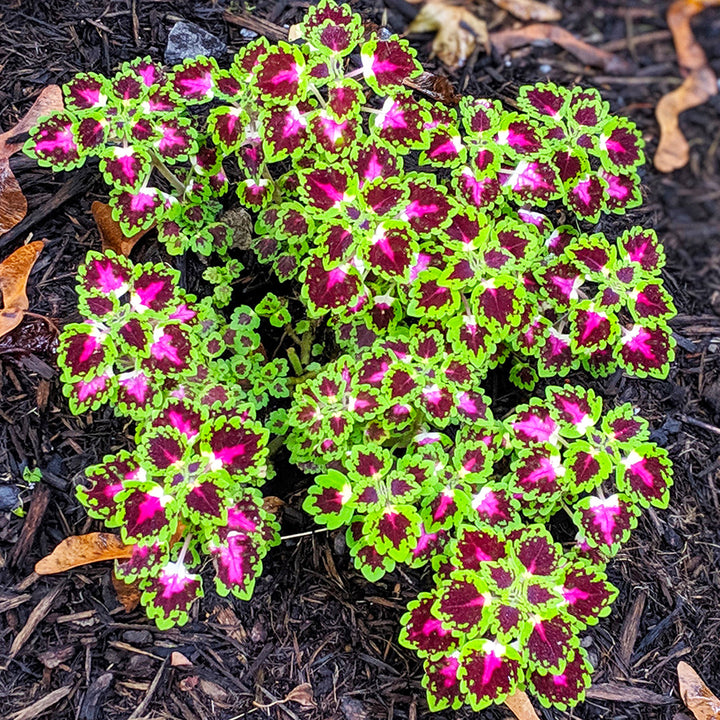Colorful leafy coleus plant with pink and green leaves on a dark mulch background
