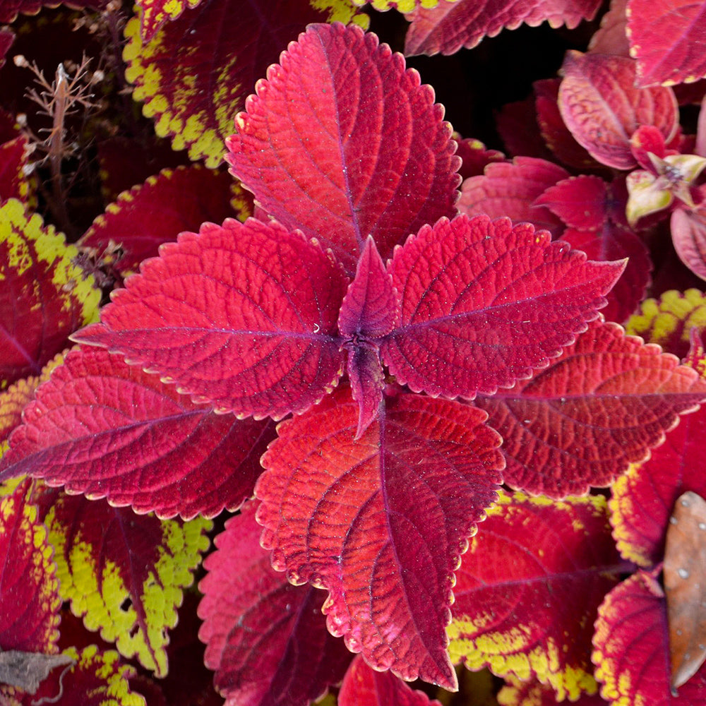 Close-up of a vibrant red and green leafy coleus  plant