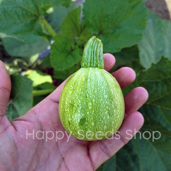 Cue Ball squash Hybrid - Happy Seeds Shop