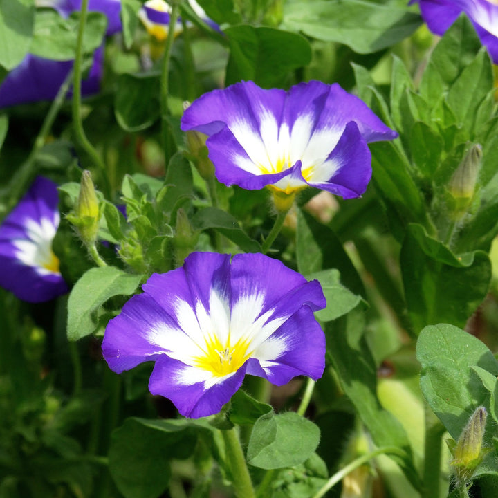 Convolvulus tricolor | Dwarf Morning Glory - 30+ Seeds - Happy Seeds Shop