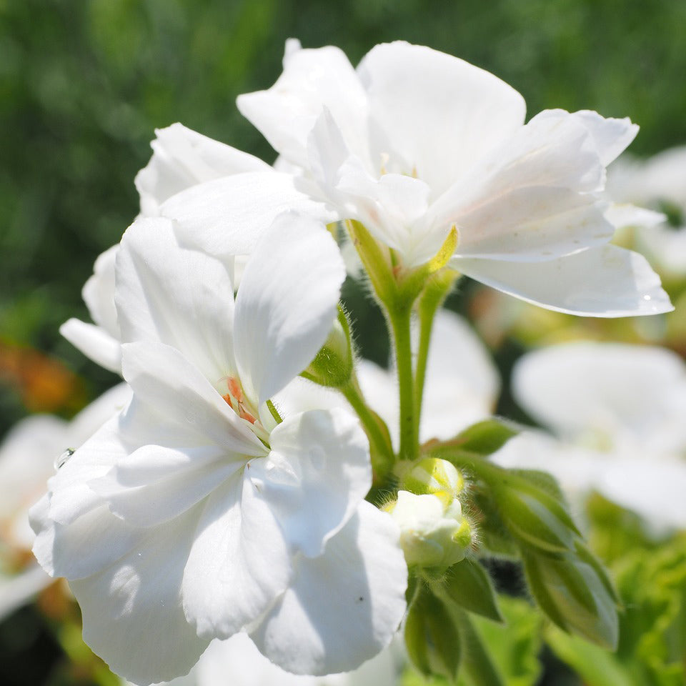 Geranium mix color seeds - Happy Seeds Shop