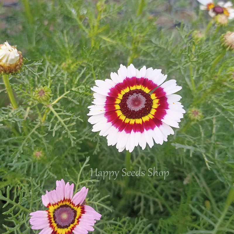 Rainbow Chrysanthemum mix
