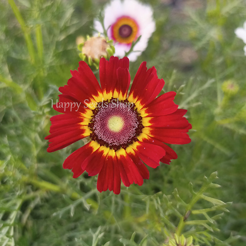 Rainbow Chrysanthemum mix
