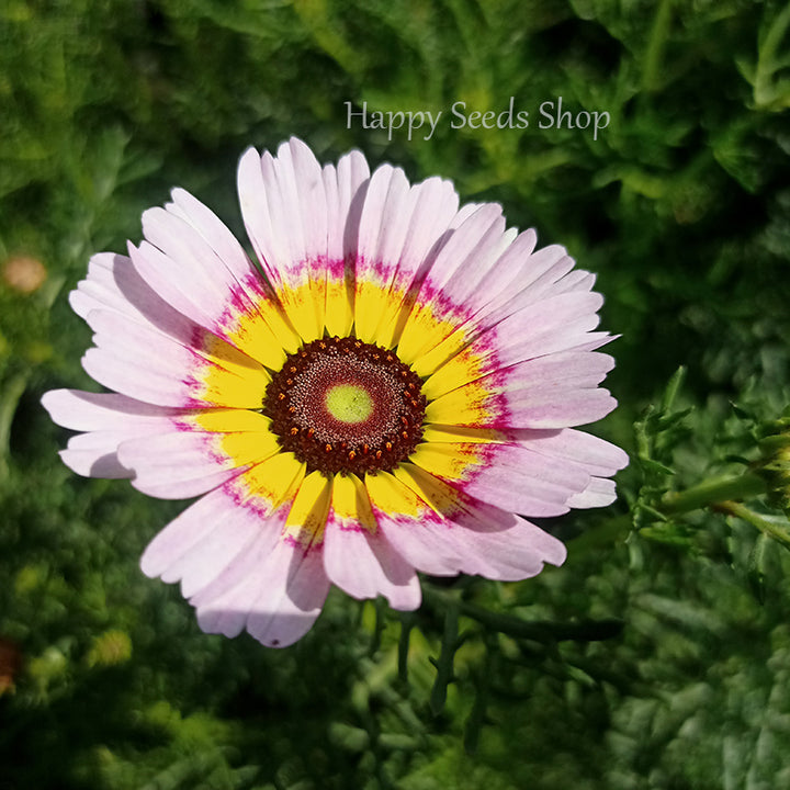 Rainbow Chrysanthemum mix