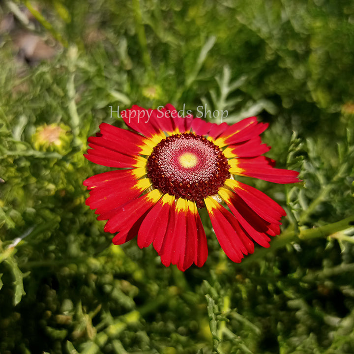 Rainbow Chrysanthemum mix