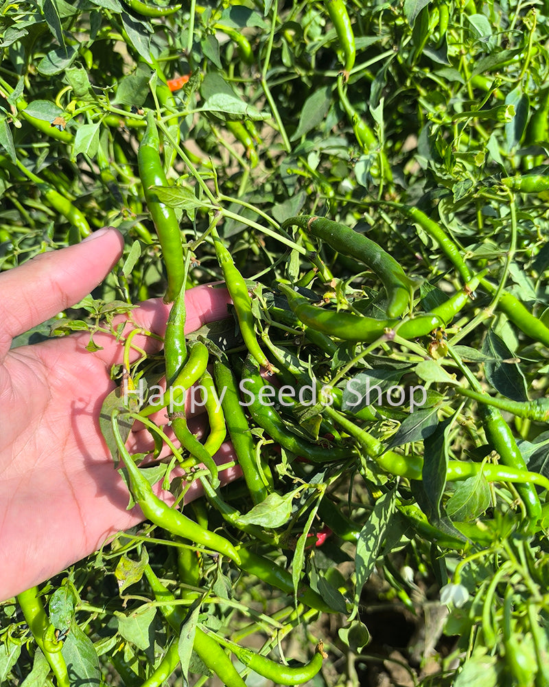 Cayenne pepper | Hot, Long pepper, 30 seeds - Happy Seeds Shop