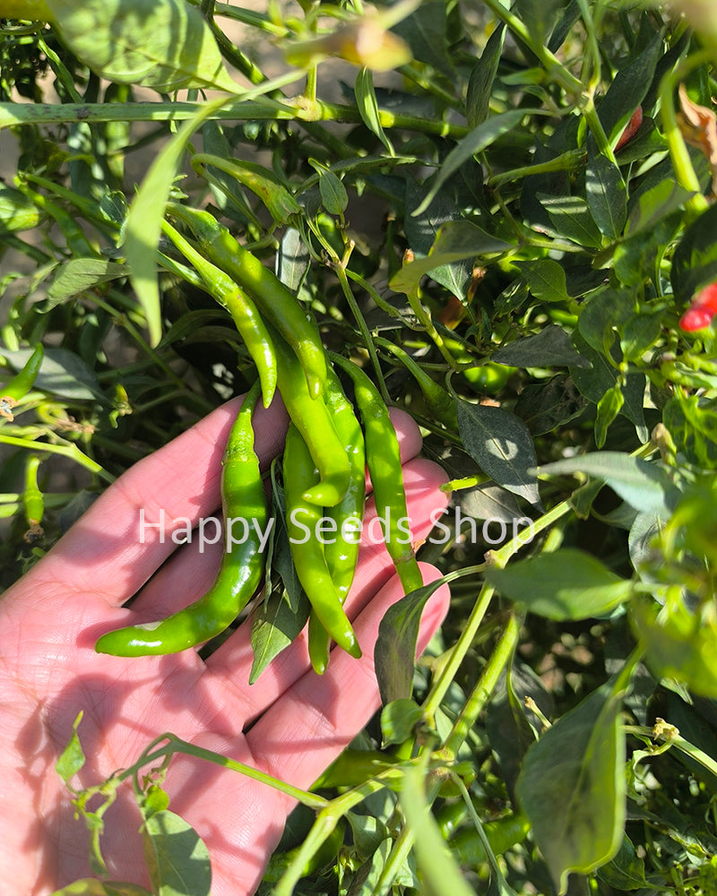 Cayenne pepper | Hot, Long pepper, 30 seeds - Happy Seeds Shop