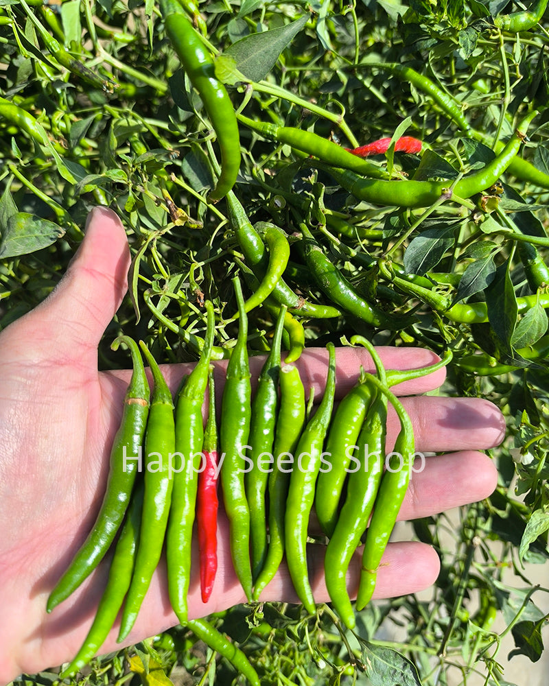 Cayenne pepper | Hot, Long pepper, 30 seeds - Happy Seeds Shop