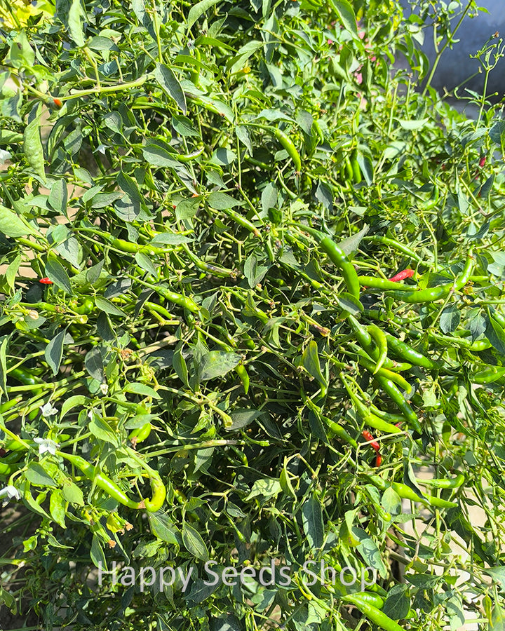 Cayenne pepper | Hot, Long pepper, 30 seeds - Happy Seeds Shop