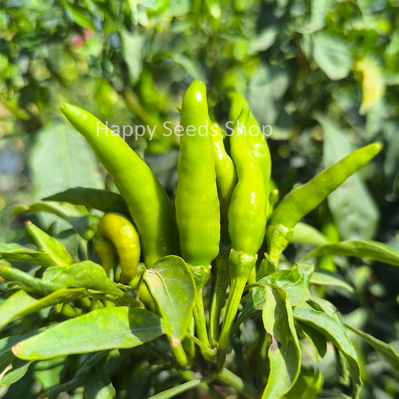 Pepper Sky up | Very Hot - Happy Seeds Shop