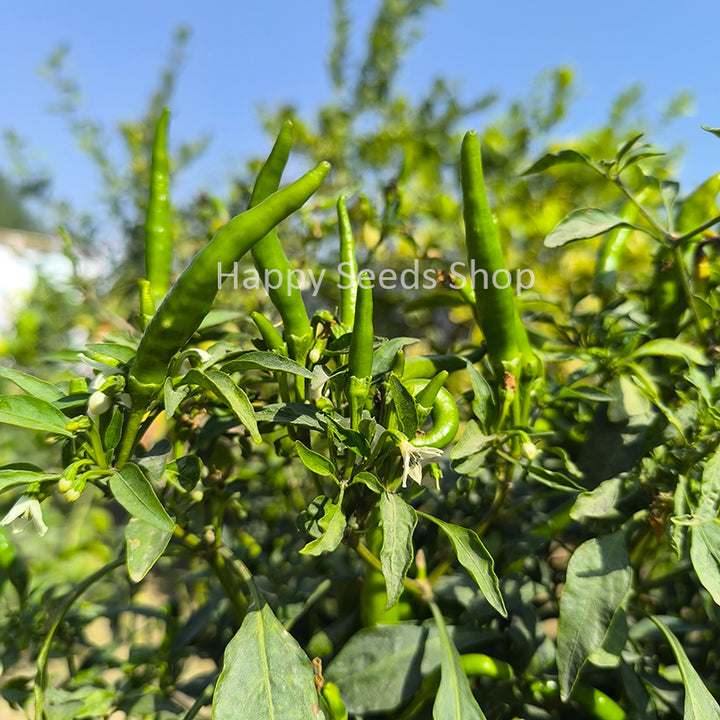 Pepper Sky up | Very Hot - Happy Seeds Shop