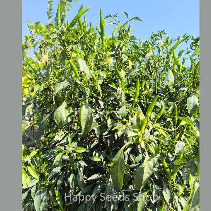 Pepper Sky up | Very Hot - Happy Seeds Shop