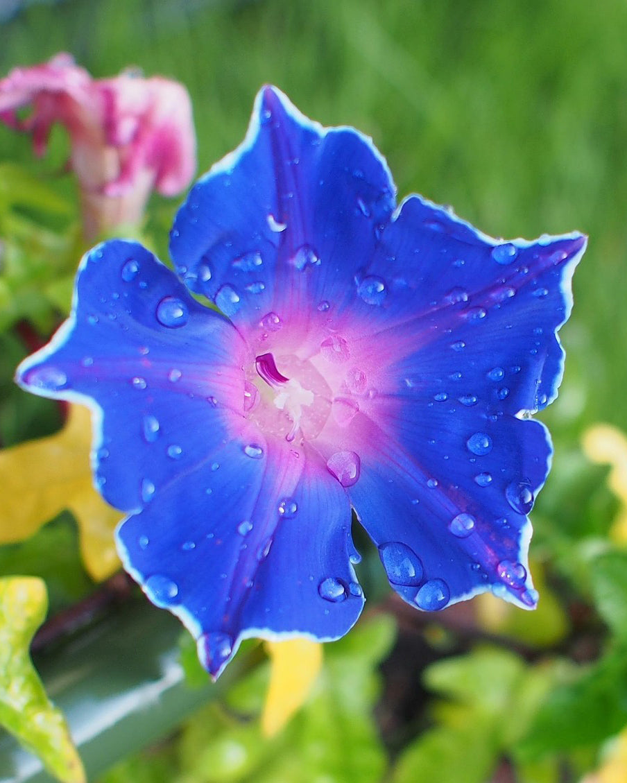 Blue Kikyo-Zaki Morning Glory flower with water droplets on a green background