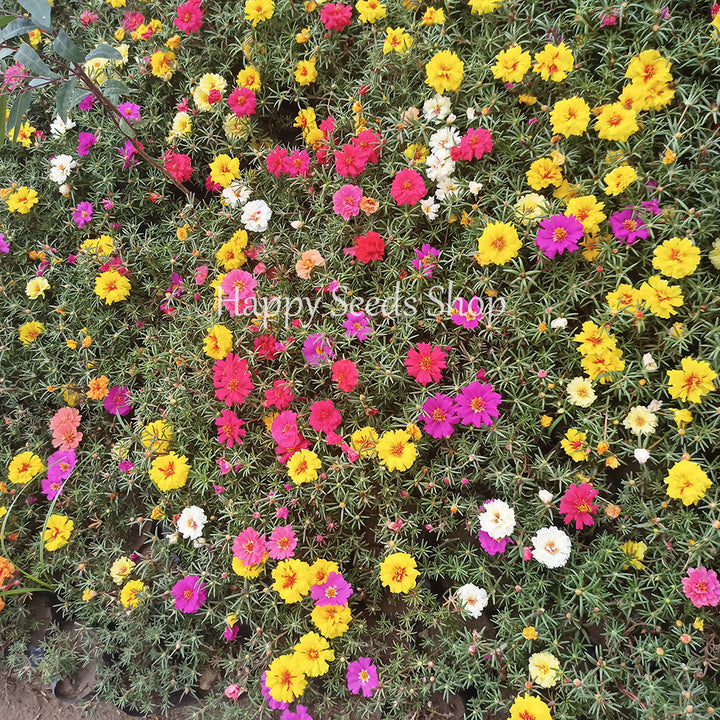 portulaca colorful flower bed view from above, mix colors 