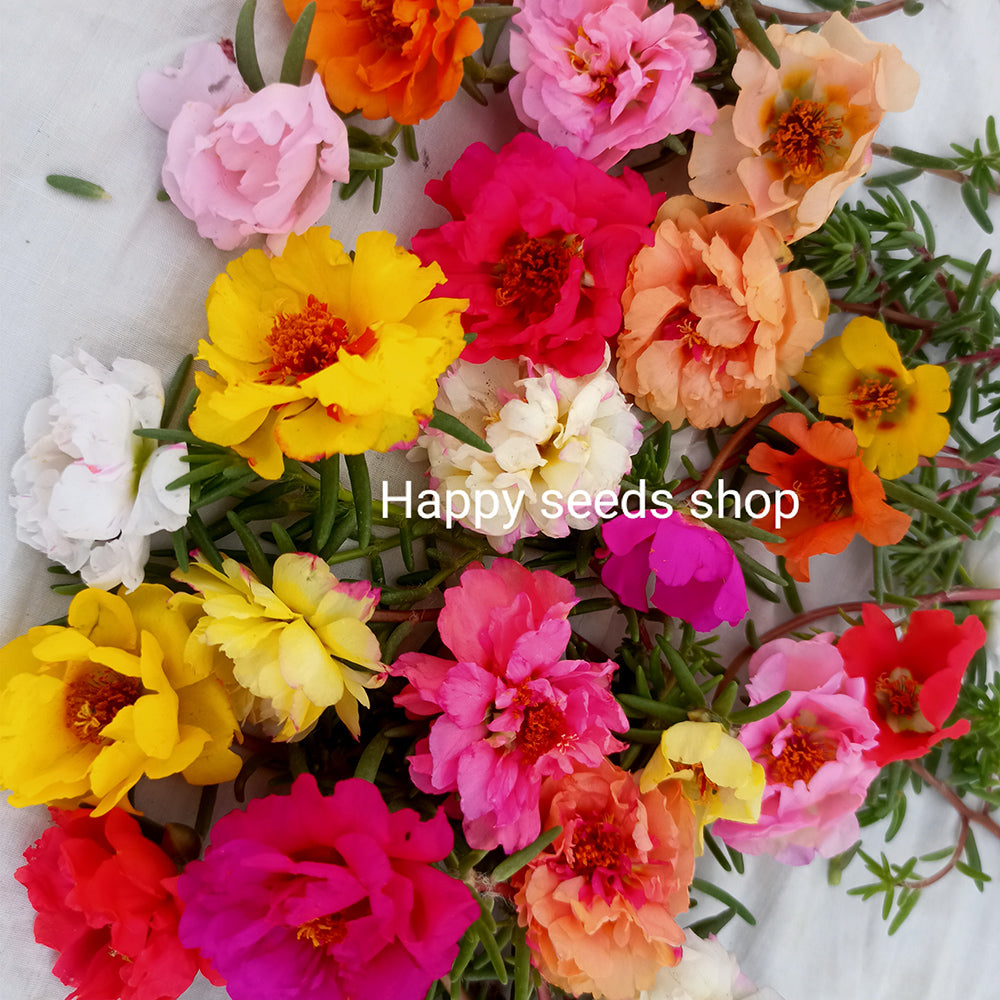 Portulaca flowers collected form plants mix colors beautiful closeup view 