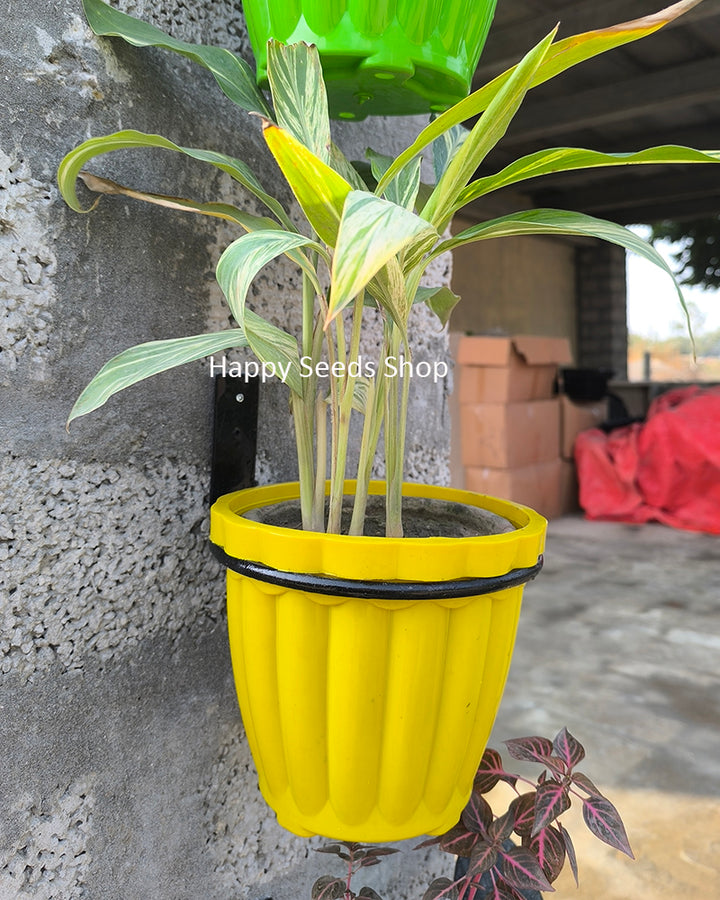 Potted plant in a yellow pot hold inside iron ring holder mounted on the wall. With 'Happy Seeds Shop' branding.
