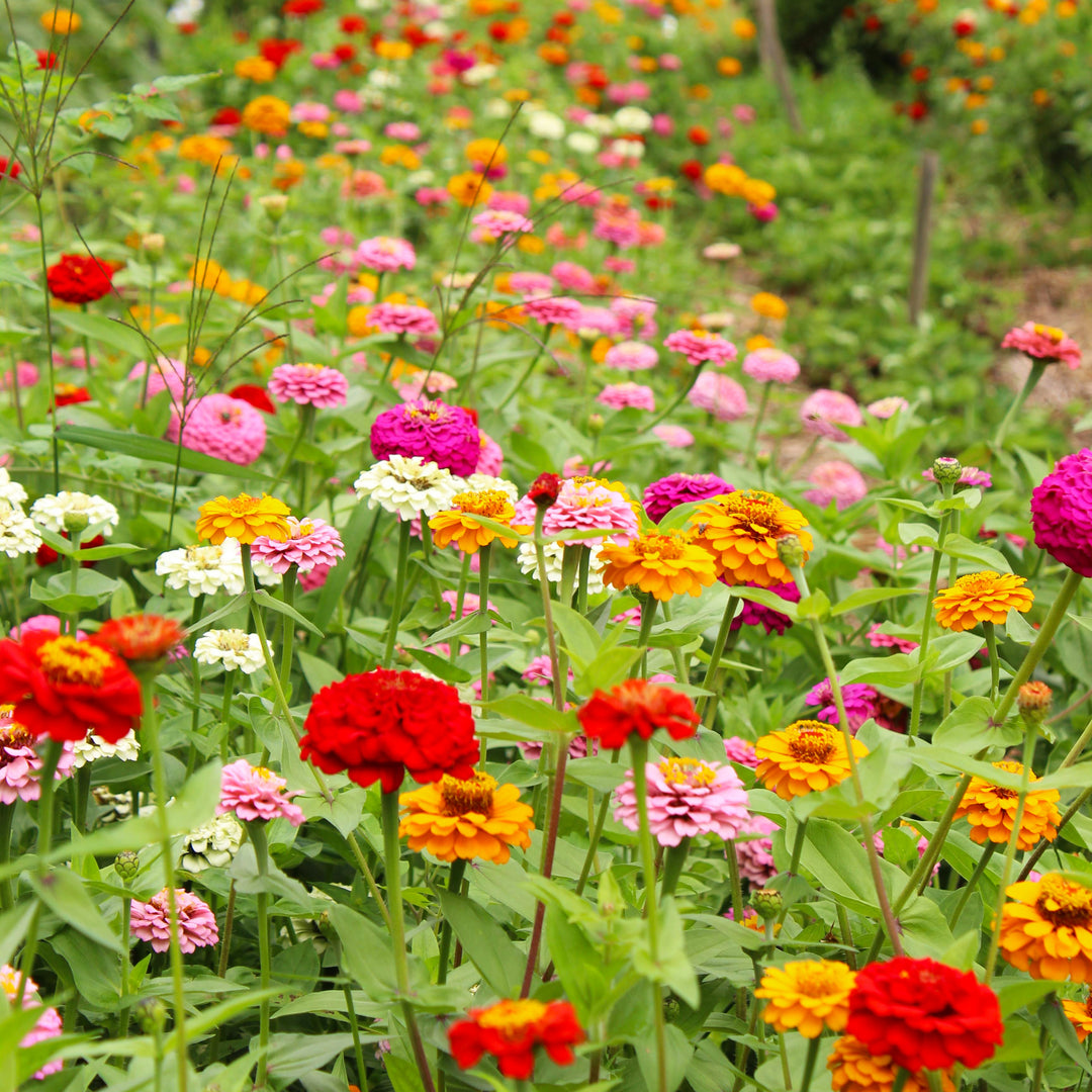 zinnia dahlia seeds planting Zinnia Dahlia mix