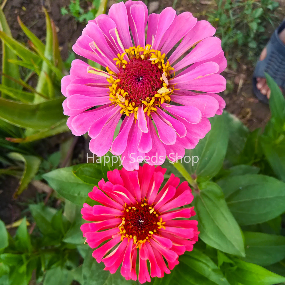 Zinnia California mix | Big size flowers, 30 Seeds - Happy Seeds Shop