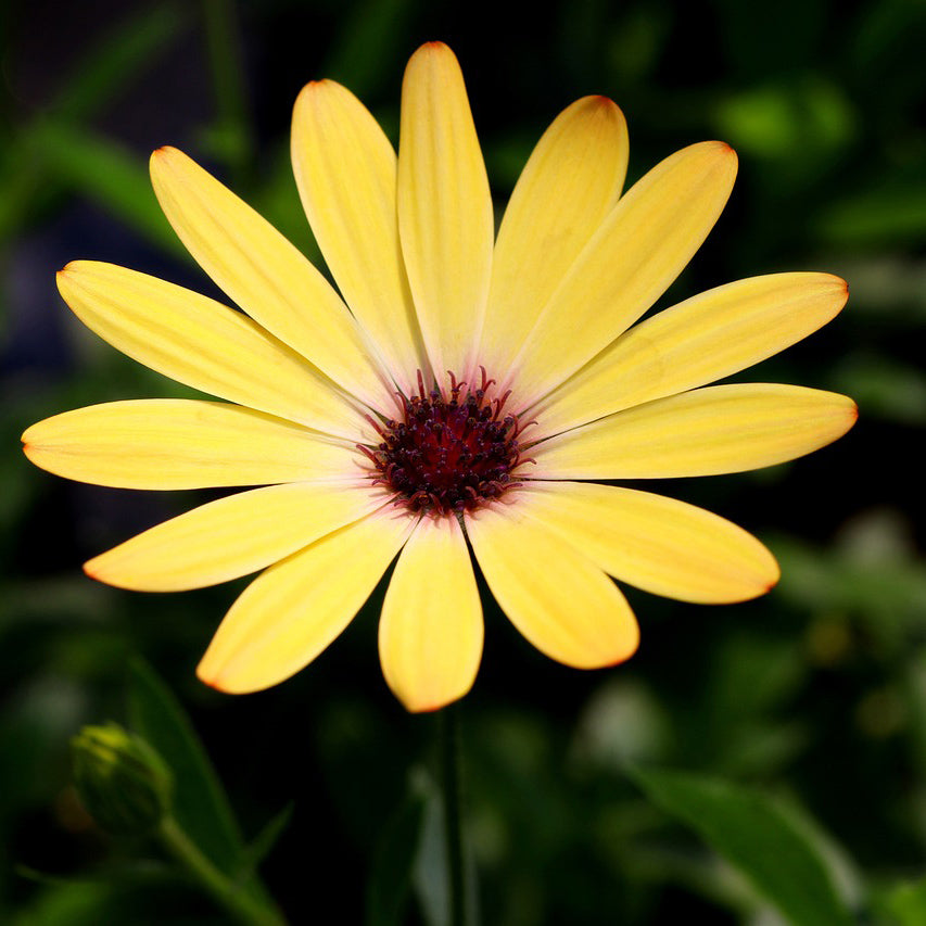 African Daisy mix color - Happy Seeds Shop