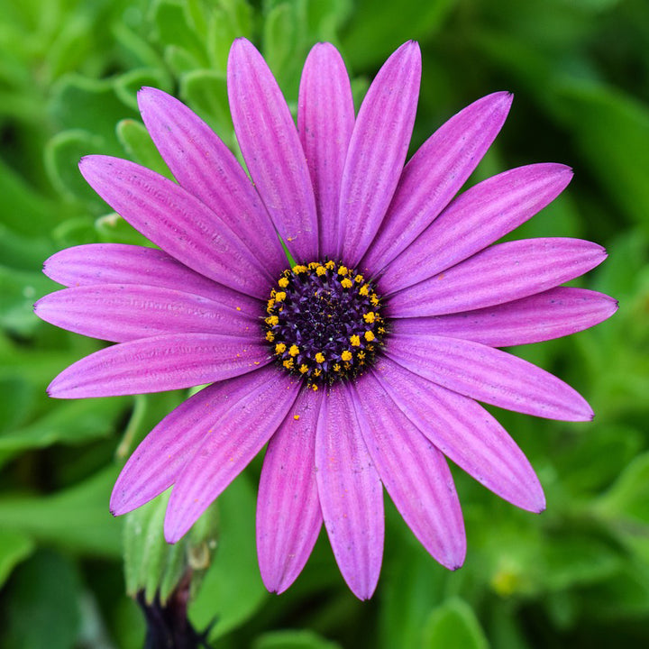 African Daisy mix color - Happy Seeds Shop