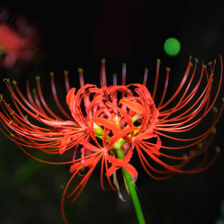 Red spider lily 1 Bulb | Lycoris radiata