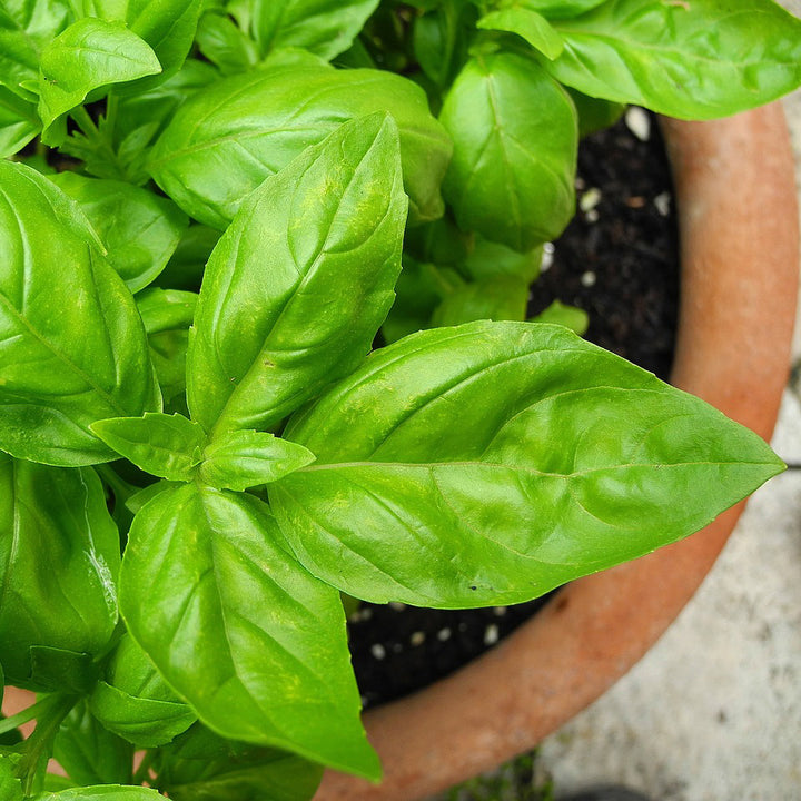 Sweet Basil green leaf