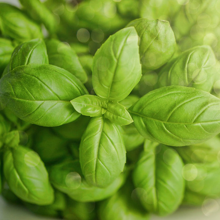 Sweet Basil green leaf