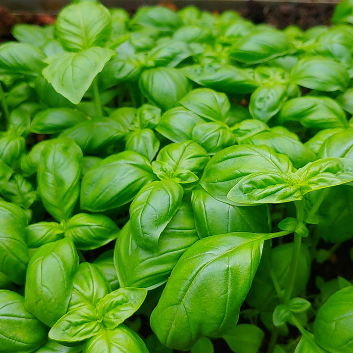 Sweet Basil green leaf