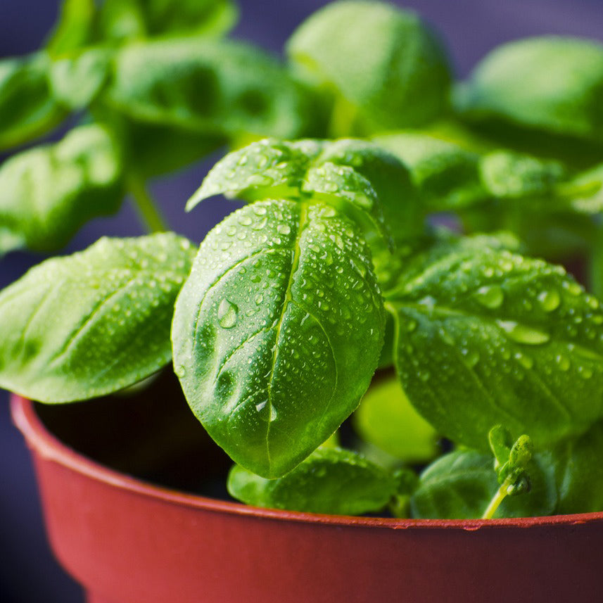 Sweet Basil green leaf