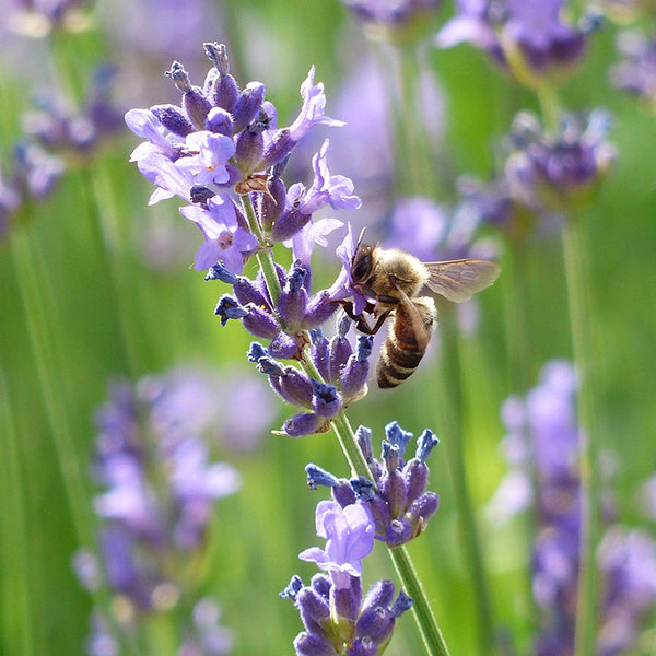 Lavender - Happy Seeds Shop