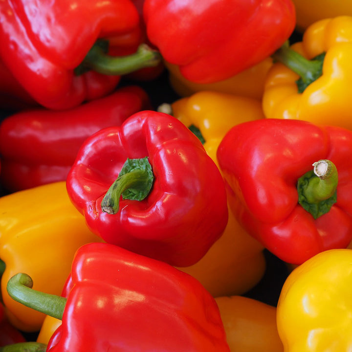 Mix Color Capsicum - Happy Seeds Shop