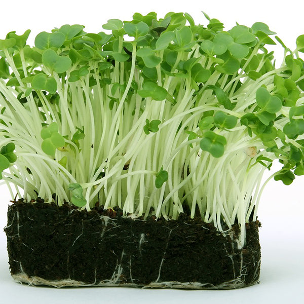 Garden Cress Seeds