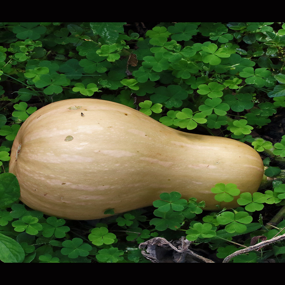 Butternut Squash, Sweet, Nutritious | 10 Seeds - Happy Seeds Shop