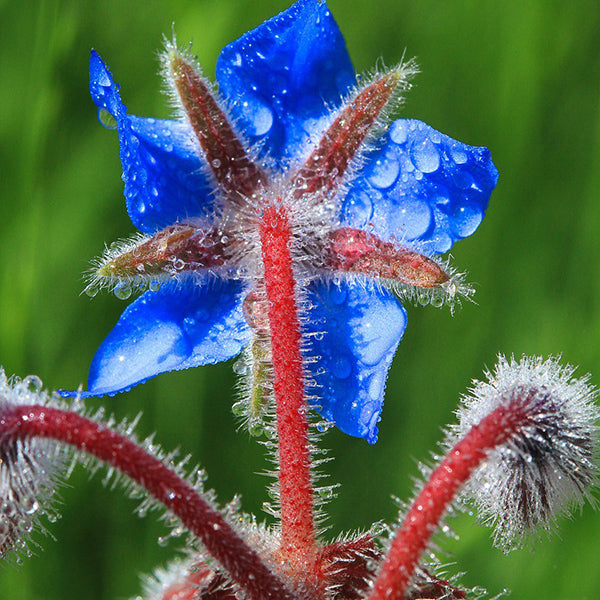 Borage Herb