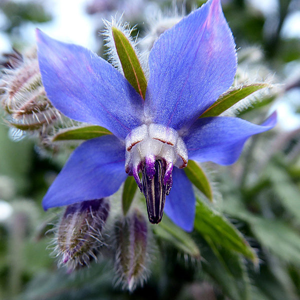 Borage Herb